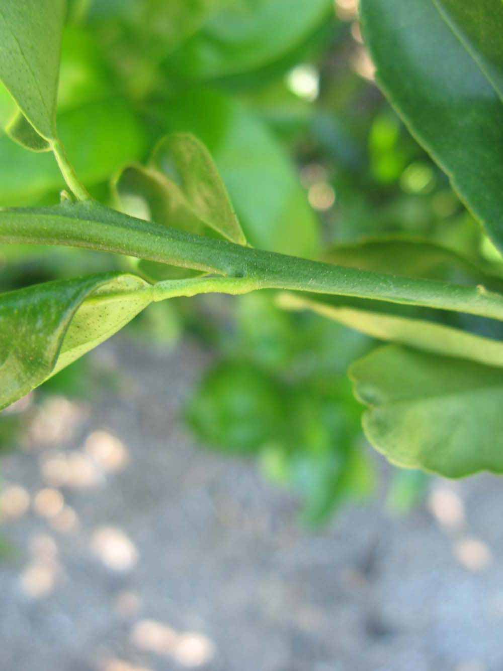            First year twig (Winter Haven, FL)   